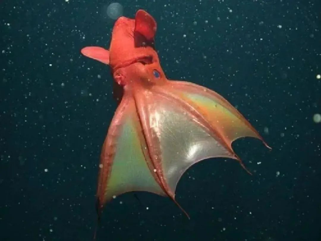 The Vampire Squid: Eerie Deep - Sea Enigmas of the Abyss