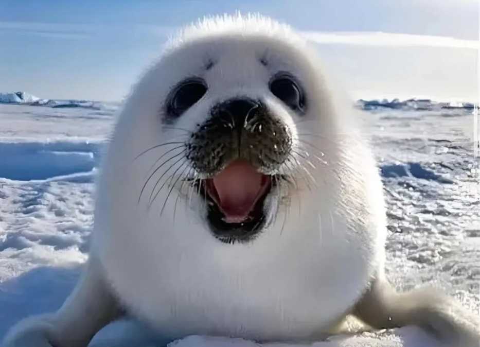Arctic's Adorable Ambassadors: The Charming Harp Seals