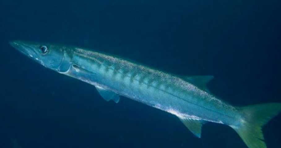 Barracudas: Swift and Formidable Predators of the Open Seas