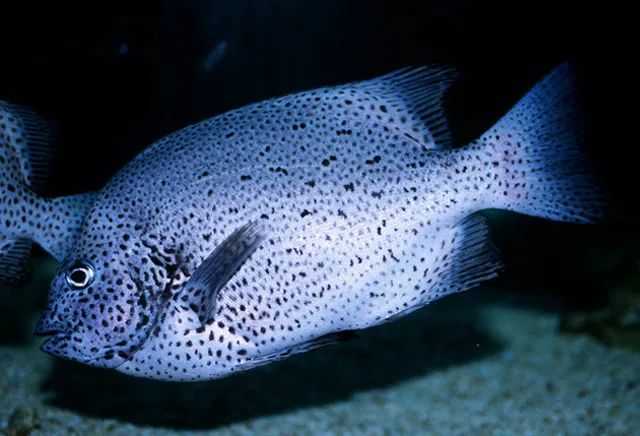 Oplegnathus punctatus: The Elusive Black Gold Drum of Coral Reefs