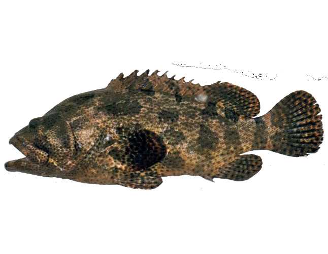 Epinephelus fuscoguttatus: The Elusive Brown-Spotted Grouper of Tropical Seas