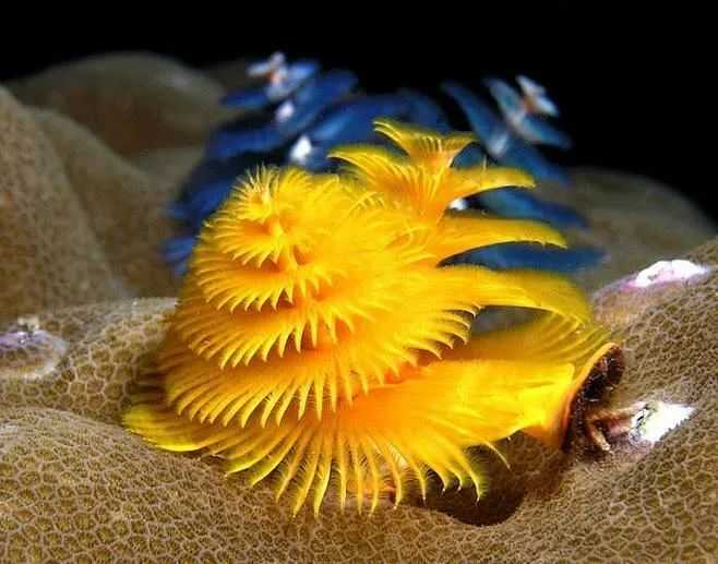 The Festive Wonders of the Reef: Christmas Tree Worms