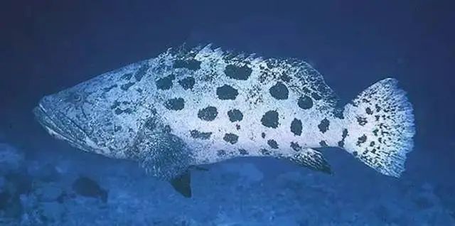 Epinephelus tukula: The Regal "Money Grouper" of the Indo-Pacific