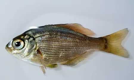 Ditrema temmincki: The Elusive "Sea Crucian" of the Yellow Sea