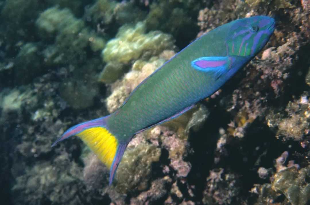 Thalassoma lunare: The Vibrant "Bluehead Wrasse" of Tropical Reefs