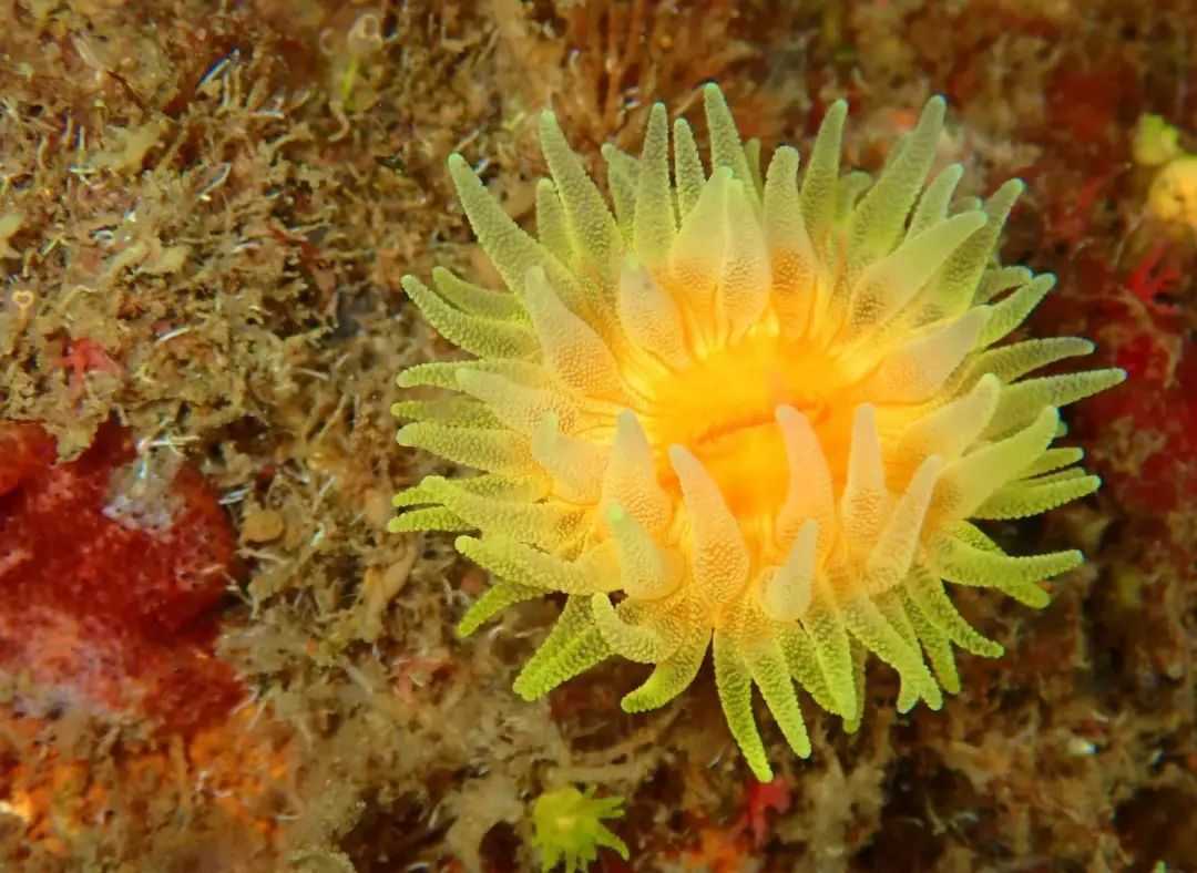 Trachyphyllia Geoffroyi: The Enigmatic "Eight-Shaped" Brain Coral of Tropical Reefs