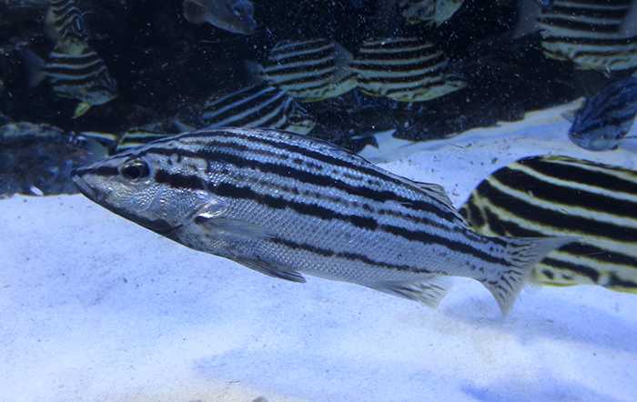 Rhynchopelates oxyrhynchus: The Sharpbeak Terapon of Asian Coastal Seas