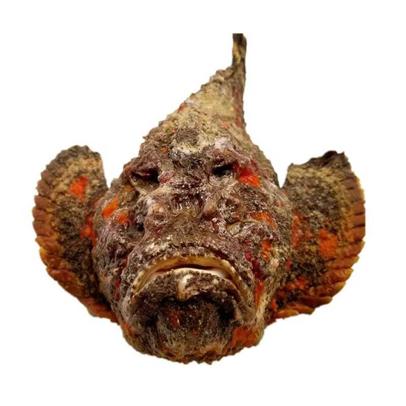 Venomous Predators of the Seas: The Stonefish and the Lionfish