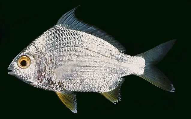 Parargyrops microstoma: The Small-Mouthed Mojarra of Shallow Seas