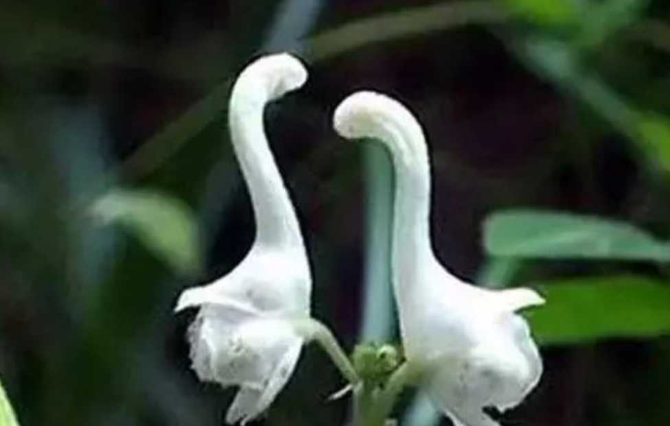 Graceful Swan Flowers: Nature's Exquisite Creations