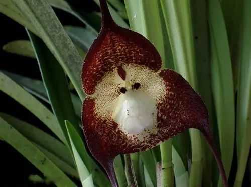 Unique Monkey Orchids: Nature's Fascinating Creations