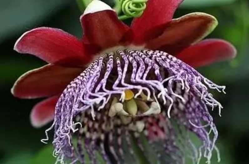 Exotic Winged-stem Passionflower: A Botanical Wonder