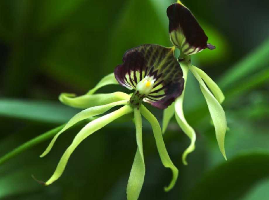 Exquisite Octopus Orchid: A Marvel of the Orchid World