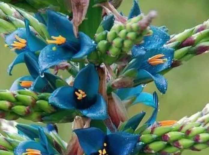 The Regal Puya raimondii: Queen of the Andes' Botanical Realm