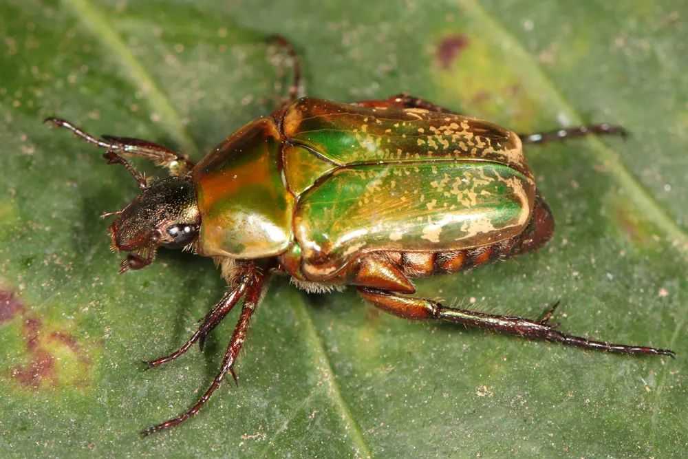 Scarab Beetles (Scarabaeidae): Jewels of the Insect World