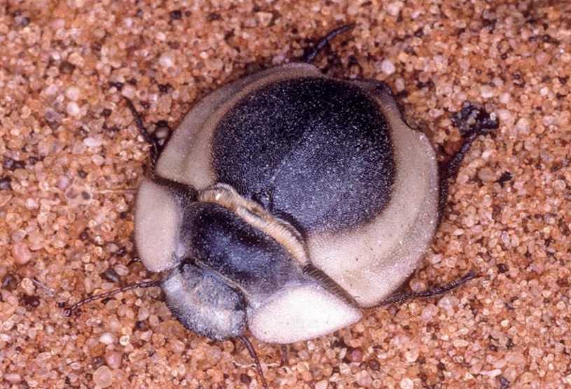 Lepidochora discoidalis: The Desert Beetle That Harvests Fog for Survival