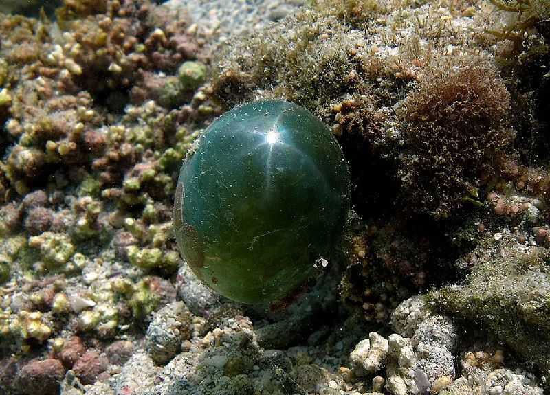 The Bubble Alga: Nature’s Giant Single-Celled Marvel Floating in Tropical Seas