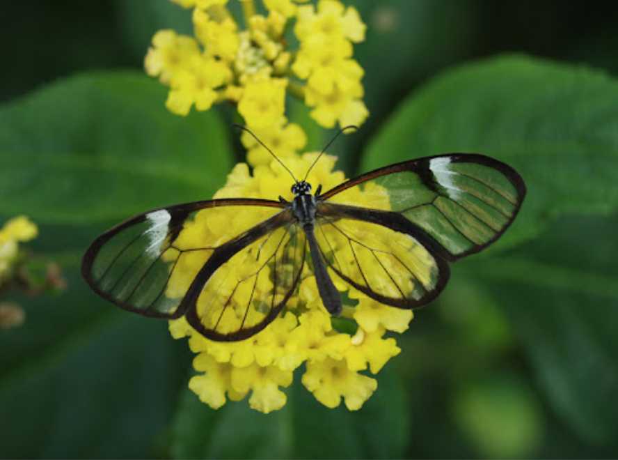 The Glasswing Butterfly: Nature’s Transparent Wonder Hunted for Its Elusive Beauty